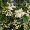 Ligustrum j. 'Texanum' Pot 20 Liter stam 150 cm