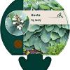 Hosta 'Big Daddy' Pot 9 cm