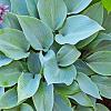 Hosta 'Big Daddy' Pot 9 cm