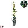 Lonicera jap. 'Red World' Pot 2 Liter