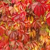 Parthenocissus quinquefolia Pot 2 Liter