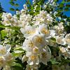 Philadelphus 'Mont Blanc' Pot 3 Liter 