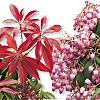 Pieris jap. 'Katsura' Pot 3 Liter 