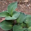 Hosta 'Blue Mouse Ears' Pot 9 cm