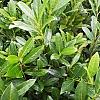 Prunus l. 'Caucasica' Stam 180 cm Leivorm 120x120 (BxH)