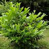 Prunus l. 'Rotundifolia' Kluit 60 - 80 cm