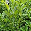 Prunus l. 'Rotundifolia' Kluit 80 - 100 cm