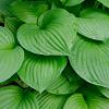 Hosta 'Devon Green' Pot 9 cm