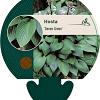 Hosta 'Devon Green' Pot 9 cm