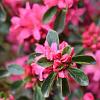 Rhododendron (AJ) 'Anouk' Pot 2 Liter