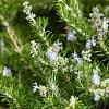 Rosmarinus off. 'Capri' Pot 2 Liter