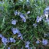 Rosmarinus off. 'Capri' Pot 2 Liter