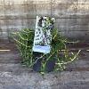 Rosmarinus off. 'Capri' Pot 2 Liter