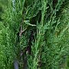 Cupressus semp. 'Pyramidalis' Pot 20 Liter 150 - 175 cm