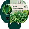 Hosta 'Fortunei Aureomarginata' Pot 9 cm