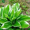 Hosta 'Fortunei Aureomarginata' Pot 9 cm