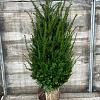 Taxus baccata Kluit 100 - 125 cm