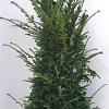 Taxus baccata Kluit 150 - 175 cm
