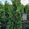 Thuja occ. 'Brabant' Kluit 150 - 175 cm
