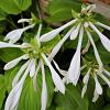 Hosta 'Honeybells' Pot 9 cm