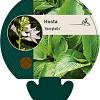 Hosta 'Honeybells' Pot 9 cm