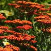 Achillea 'Feuerland' Pot 9 cm