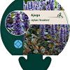 Ajuga reptans 'Braunherz' Pot 9 cm