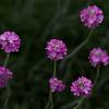 Armeria mar. 'Splendens Perfecta' Pot 9 cm