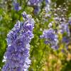 Delphinium (E) Delgenius Breezin Pot 9 cm