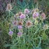 Dipsacus fullonum Pot 9 cm