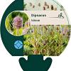 Dipsacus fullonum Pot 9 cm