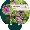 Geranium 'Dilys' Pot 9 cm