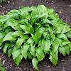 Hosta lancifolia Pot 9 cm