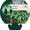 Hosta lancifolia Pot 9 cm