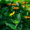Helianthus dec. 'Capenoch Star' Pot 9 cm