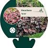 Heuchera 'Rachel' Pot 9 cm