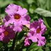 Incarvillea delavayi Pot 9 cm