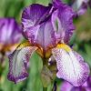 Iris sib. 'Sparkling Rose' Pot 9 cm