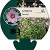 Lavatera 'Barnsley' Pot 9 cm