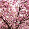 Prunus ser. 'Royal Burgundy' Pot 18 liter Stam 120 cm