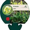 Primula elatior Pot 9 cm