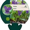 Viola odorata Pot 9 cm