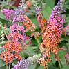 Buddleja davidii 'Flower Power' Pot 3 Liter 