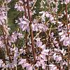 Abeliophyllum distichum 'Roseum' Pot 5 Liter 80 - 100 cm