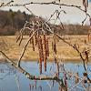 Alnus glutinosa Losse wortel 60 - 80 cm