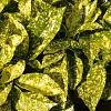 Aucuba jap. 'Variegata' Pot 7,5 Liter 