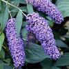 Buddleja d. 'Nanho Blue' Pot 10 liter