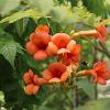 Campsis t. 'Mme Galen' Pot 15 cm