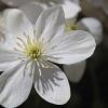 Clematis armandii Pot 2 Liter