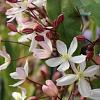 Clematis arm. 'Apple Blossom' Pot 2 Liter